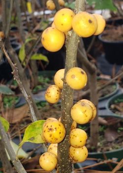 Winter Gold Winterberry Holly, Ilex verticillata 'Winter Gold'